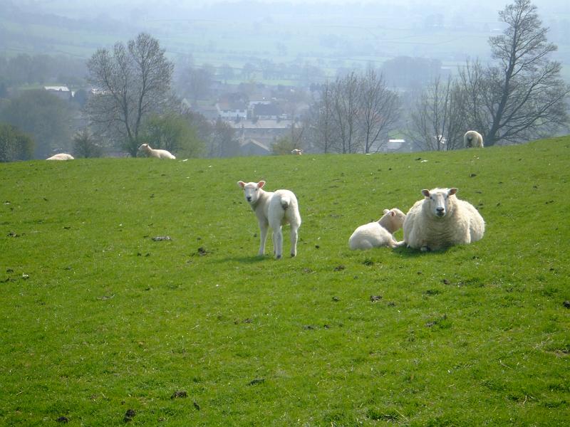 sheep_lambs.jpg - "Sheep & Lambs"  - by John Rodgers